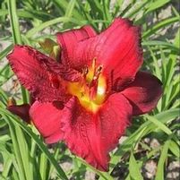 RUBY STELLA DAYLILY