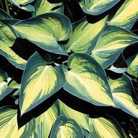 JUNE HOSTA