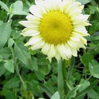 SONNENCHEIN SHASTA DAISY
