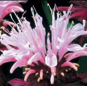 BEAUTY OF COBHAM BEEBALM