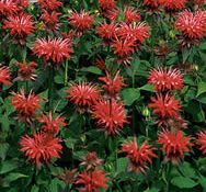 FIREBALL BEEBALM