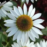 PURITY CONEFLOWER