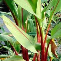 RED STEM GINGER