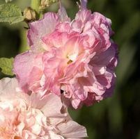 PEACHES 'N DREAMS HOLLYHOCK