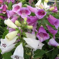 FOXY DWARF FOXGLOVE