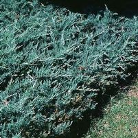 BAR HARBOR JUNIPER