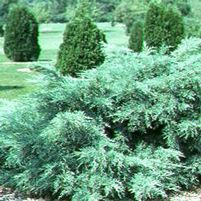 BLUE PFITZER JUNIPER