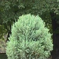 BLUE VASE JUNIPER