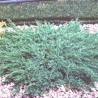 COMPACT ANDORRA JUNIPER