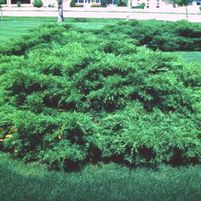 ARMSTRONG JUNIPER