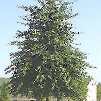 PIN OAK