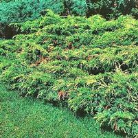 GOLD TIP JUNIPER