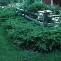 KALLAY PFITZER JUNIPER