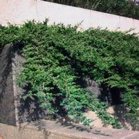 PROCUMBENS JUNIPER