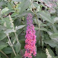 BI-COLOR BUTTERFLY BUSH