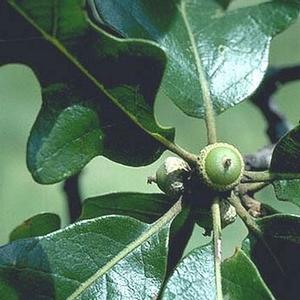 POST OAK