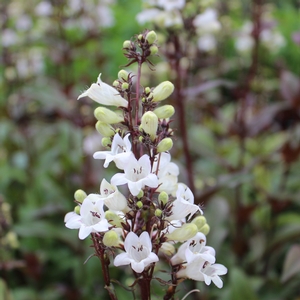 HUSKER RED BEARDTONGUE