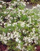 SWEET WOODRUFF