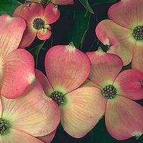 PINK FLOWERING DOGWOOD