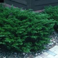 SKANDIA JUNIPER