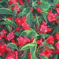 FRENCH LACE WEIGELA