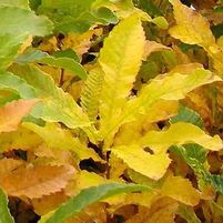SAWTOOTH OAK