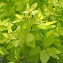 LEMON PRINCESS SPIRAEA