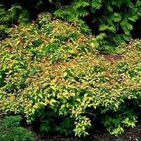 GOLDFLAME SPIRAEA