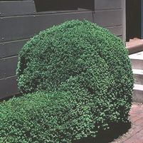 EMERALD JEWEL BOXWOOD