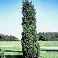 HILLSPIRE JUNIPER