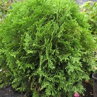 LITTLE GIANT ARBORVITAE