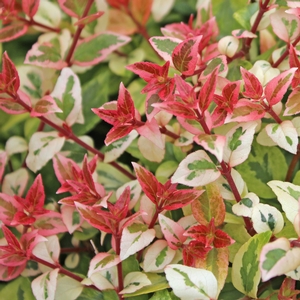 MARDI GRAS ABELIA
