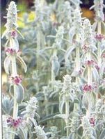 LAMB'S EAR