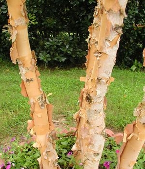 DURA HEAT® RIVER BIRCH