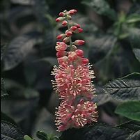 RUBY SPICE SUMMERSWEET