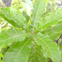 SHINGLE OAK