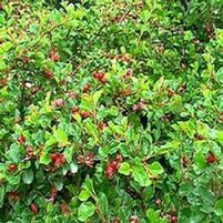 CRANBERRY COTONEASTER