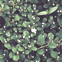 STREIBS FINDLING COTONEASTER