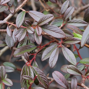 SCARLET LEADER COTONEASTER