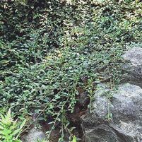 WILLOWLEAF COTONEASTER