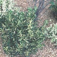 GOLD SPOT EUONYMUS
