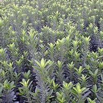 DWARF EUONYMUS