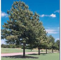SHUMARD OAK