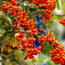 YUKON BELLE® PYRACANTHA