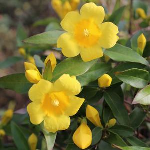 CAROLINA JESSAMINE