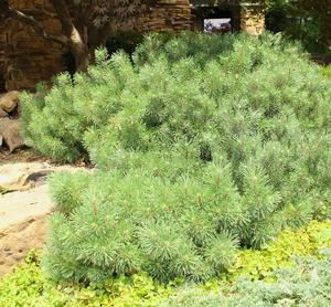 DWARF MUGO PINE
