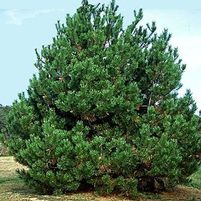 JAPANESE BLACK PINE