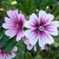 ZEBRINA MUSK MALLOW