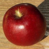 ARKANSAS BLACK APPLE