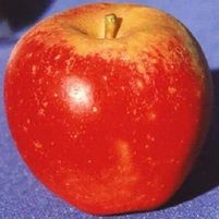 WINESAP APPLE